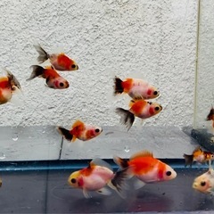金魚  12匹セット　ローズテールオランダ2～4cm前後の画像