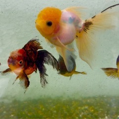 金魚  12匹セット　ローズテールオランダ2～4cm前後の画像