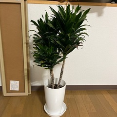 観葉植物　3点セット