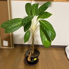 観葉植物　3点セットの画像