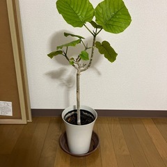 観葉植物　3点セットの画像
