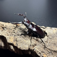 アマミノコギリクワガタ　♂単の画像
