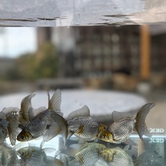 いぬび6匹　当歳
の画像