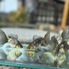 いぬび6匹　当歳
の画像