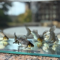 いぬび6匹　当歳
の画像