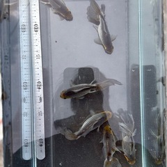 いぬび6匹　当歳
の画像