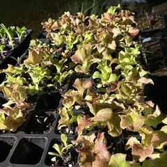 サニーレタス　野菜　苗の画像