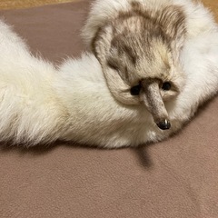 リアルファー マフラー チョーカー 白系 きつねの画像
