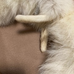 リアルファー マフラー チョーカー 白系 きつねの画像