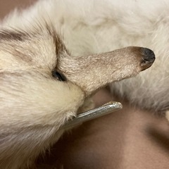 リアルファー マフラー チョーカー 白系 きつねの画像