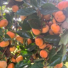 甘柿/20個以上／鮮度物11月2日収穫/の画像