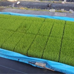 残り僅か　令和7年　
新米　玄米　ヒノヒカリ　30kg の画像