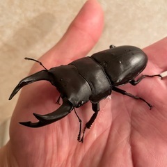 オオクワガタ能勢YG♂の画像