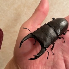 オオクワガタ能勢YG♂の画像