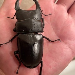 オオクワガタ能勢YG♂の画像
