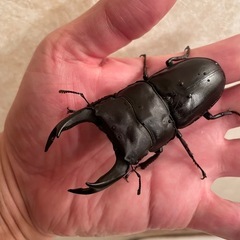 オオクワガタ能勢YG♂の画像