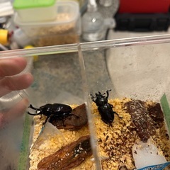 ニジイロ紫紺と国産オオクワ(久留米)の画像