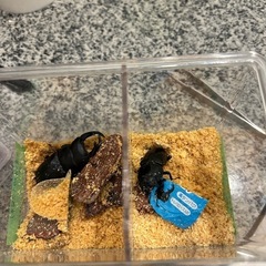 ニジイロ紫紺と国産オオクワ(久留米)の画像