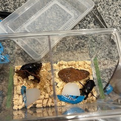 ニジイロ紫紺と国産オオクワ(久留米)の画像