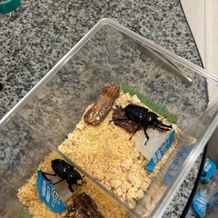 ニジイロ紫紺と国産オオクワ(久留米)の画像