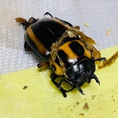 ②メリーメンガタ　新成虫ペアの販売の画像