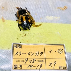 ②メリーメンガタ　新成虫ペアの販売の画像