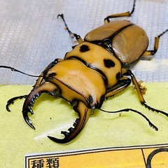 ②メリーメンガタ　新成虫ペアの販売の画像