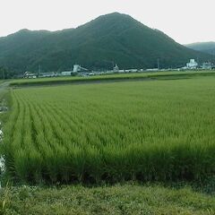 2☆新米　高田農園のこしひかり玄米24kg 16000円 全国送料無料☆の画像