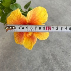 （お取引中）黄色のハイビスカス🌺カット枝の画像