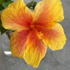 （お取引中）黄色のハイビスカス🌺カット枝の画像