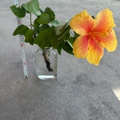 （お取引中）黄色のハイビスカス🌺カット枝の画像