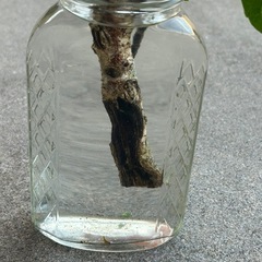 （お取引中）黄色のハイビスカス🌺カット枝の画像