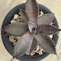 アガベ マクロアカンサ×マンガべ ブラッドスポットの画像