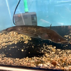 トゥルカナセネガルスとビワコオオナマズの画像