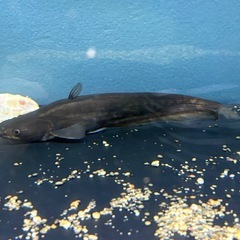 トゥルカナセネガルスとビワコオオナマズの画像