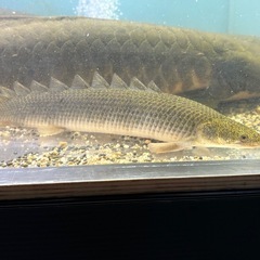 トゥルカナセネガルスとビワコオオナマズの画像