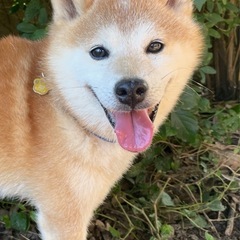 小さい柴犬　里親募集