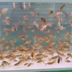 ローズテールオランダの画像