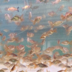 ローズテールオランダの画像