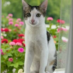 11月９日(日)三鷹で猫の譲渡会🐹❤️🐹キジシロの男の子　生後5...