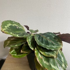観葉植物　カラテア メダリオン