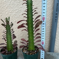 彩雲閣⓵と⓶の画像