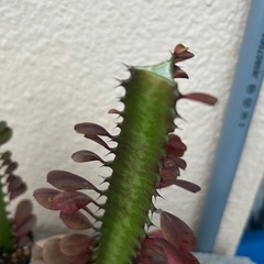 彩雲閣⓵と⓶の画像