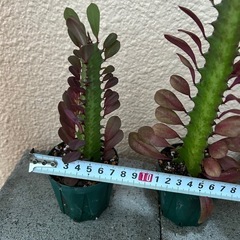 彩雲閣⓵と⓶の画像