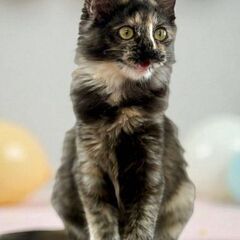 11月９日(日)三鷹で猫の譲渡会🐹❤️🐹サビの半中毛　生後4ヶ月...