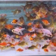 ローズテール、東錦、ショートローズの画像