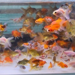 ローズテール、東錦、ショートローズの画像