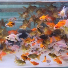 ローズテール、東錦、ショートローズの画像