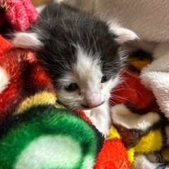 近所の野良猫が子猫1匹産んで育児放棄したようです。