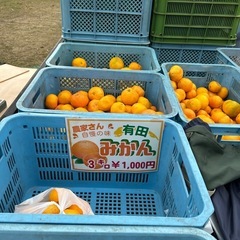 11/03 am09:30〜11:30まで限定　有田みかん　訳あり品　３キロ1,000円の画像